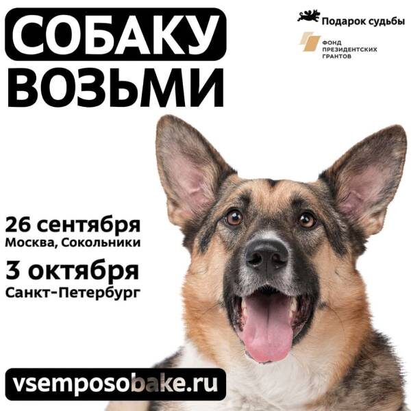 Выставка #Всемпособаке фонда «Подарок Судьбы»