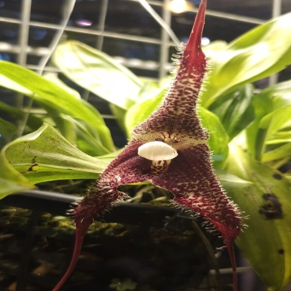 Фестиваль орхидей «Тропическая зима»