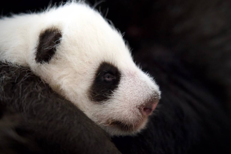 Mládě pandy v moskevské zoo: kdy bude mládě ukázáno návštěvníkům