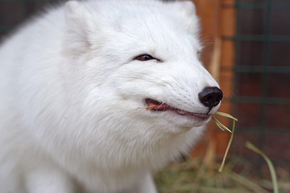 На Городской ферме ВДНХ в Москве выбрали имена песцам