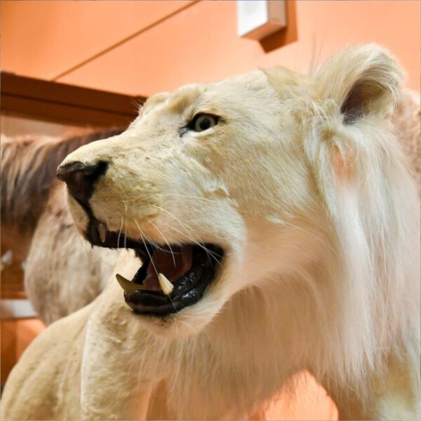 Фестиваль «Искусство дарить!» в Дарвиновском музее