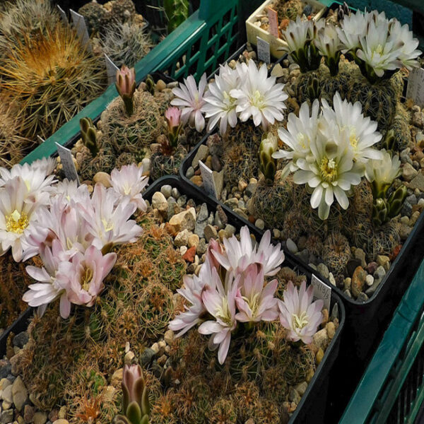 Выставка кактусов и других суккулентов в Аптекарском огороде