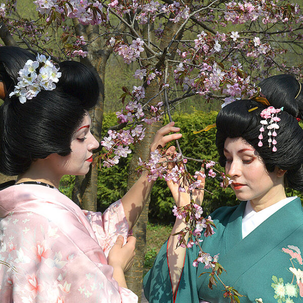 Фестиваль «Цветущая сакура»