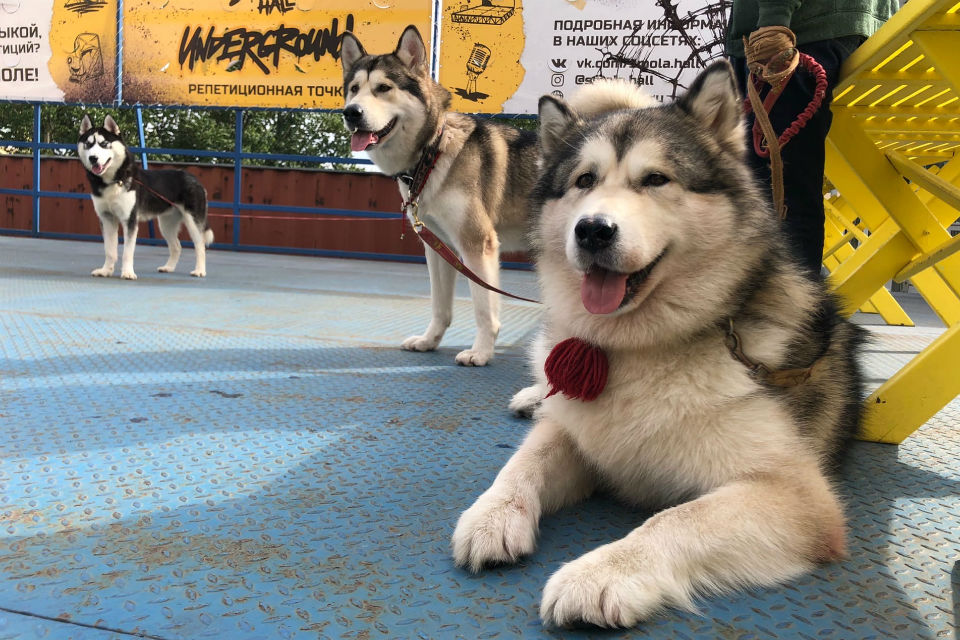 Куда сходить на выходные 21-22 ноября: лучшие события