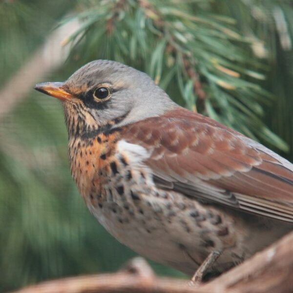 Праздник «Синичкин день»