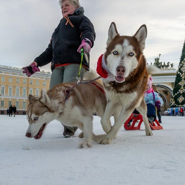 Фестиваль Хаски