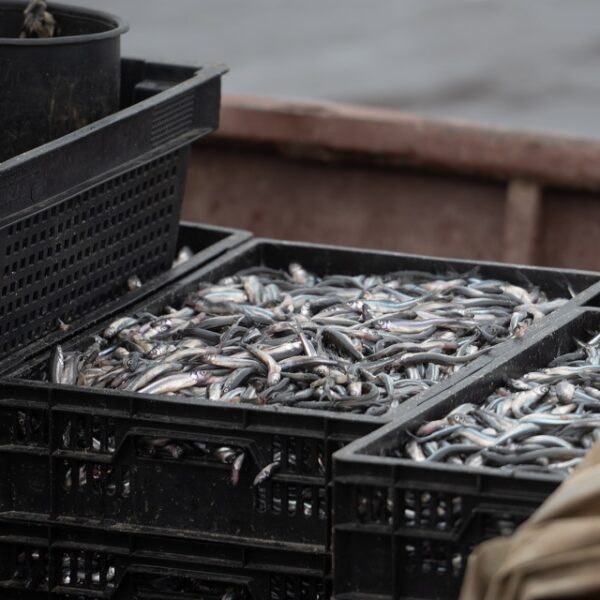 Фестиваль «Корюшка идет!» в Новой Ладоге