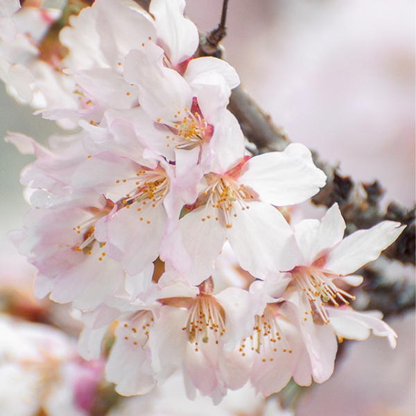 Фестиваль «Торжествуй, зеленый май»