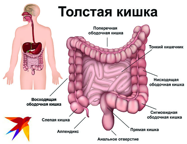 Толстая кишка человека