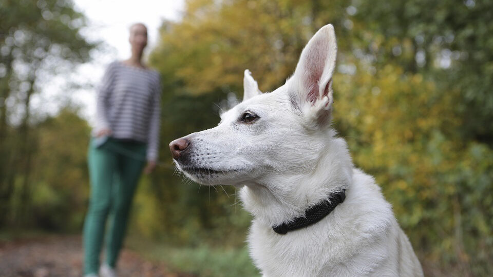 Лучшие ошейники от блох для собак в 2025 году