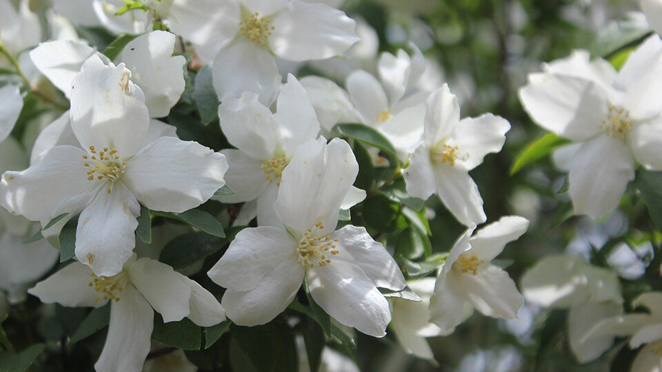 Co se líbí mock orange?