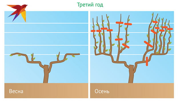 Обрезка винограда осенью