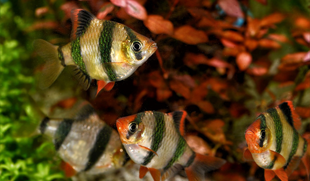 Рыбка барбус