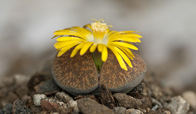 Литопс Аукамп (Lithops aucampiae)