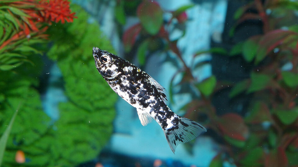 Рыбка моллинезия