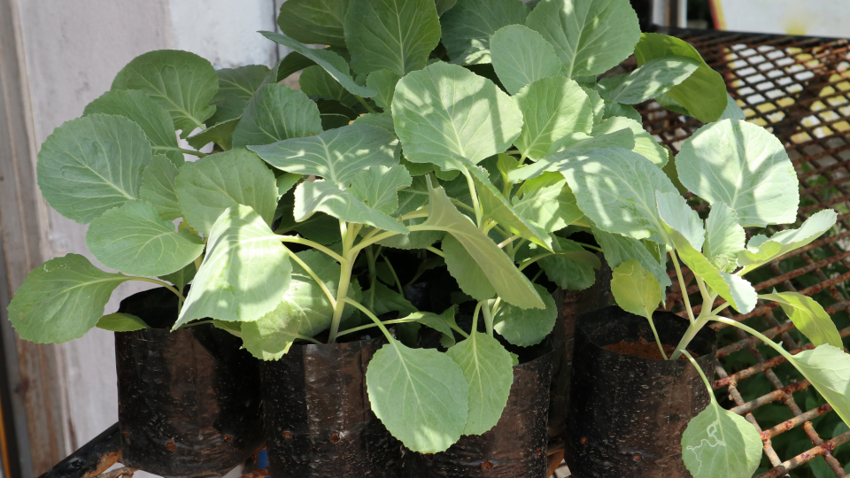 title-photo-in-kogda-sazhat-kapusty-960x540-1 title-photo-in-kogda-sazhat-kapusty-960x540-1