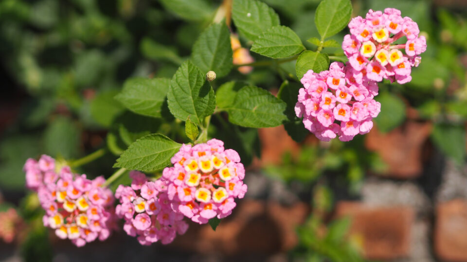 Pro Lantana Nekvete Pro Lantana Nekvete