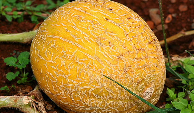 Дыня: польза и вред для здоровья