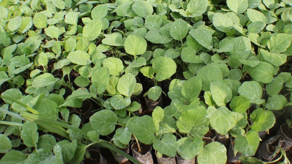 Посадка баклажанов в феврале 2026 по лунному календарю