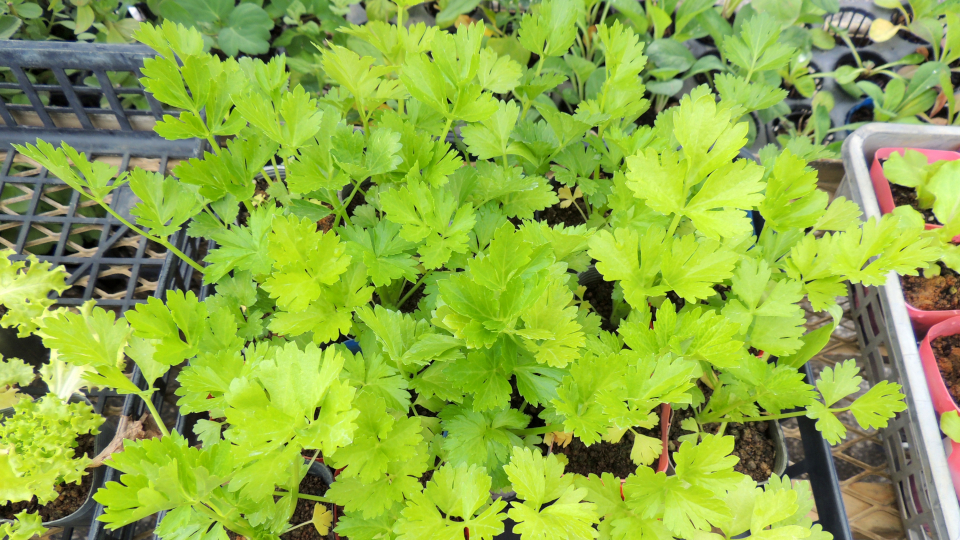 Когда сажать сельдерей в 2026 году по лунному календарю