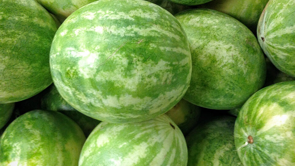 Лучшие сорта арбузов