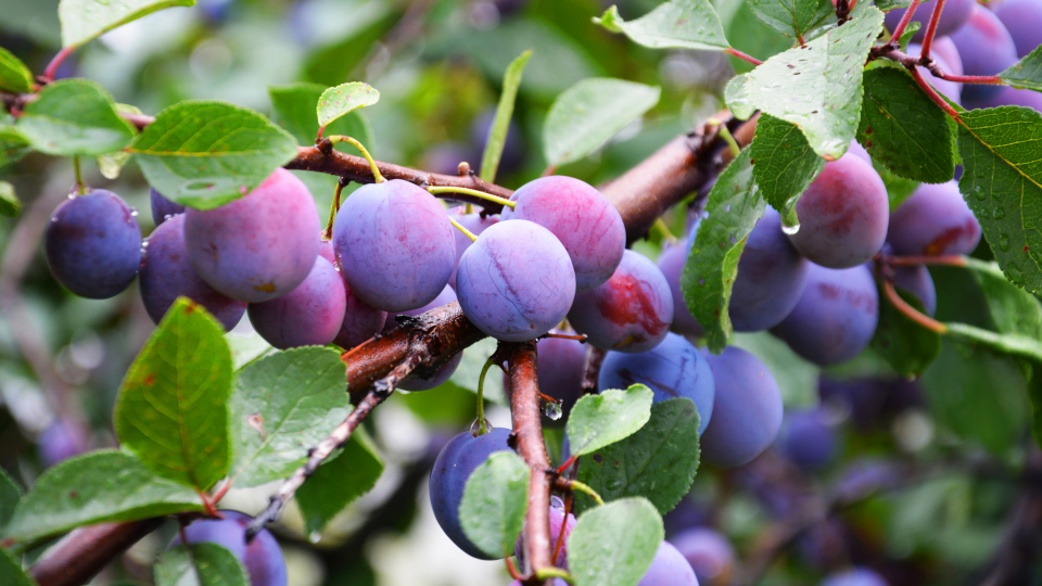 Слива: как вырастить хороший урожай
