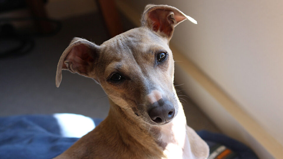 Левретка собака