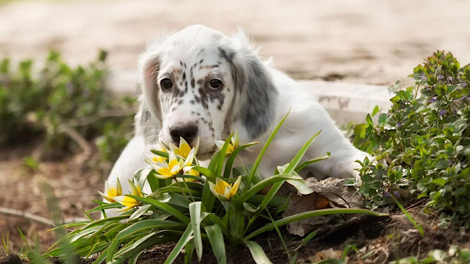Английский сеттер