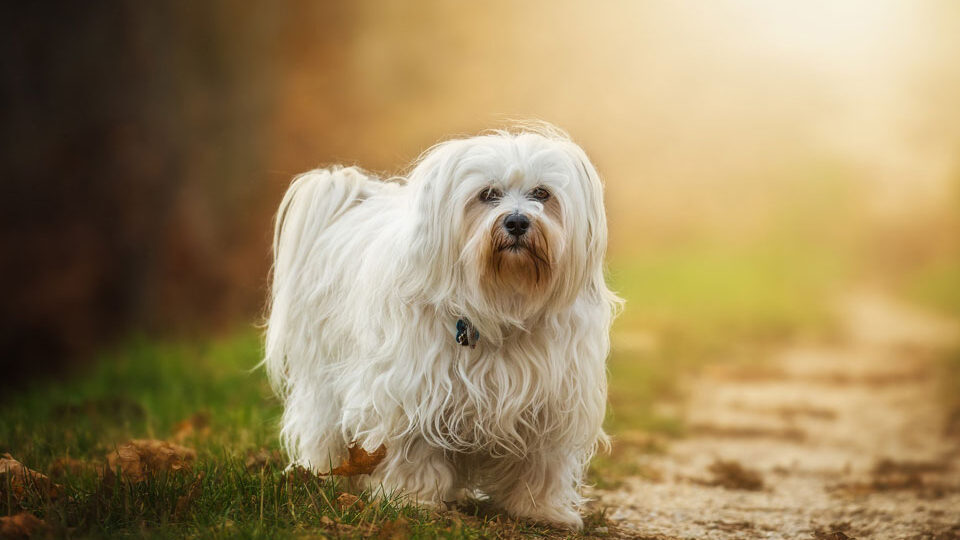 Гаванский бишон