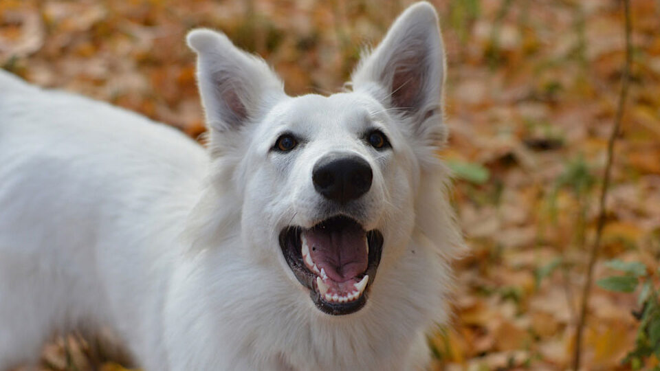Белая швейцарская овчарка собака