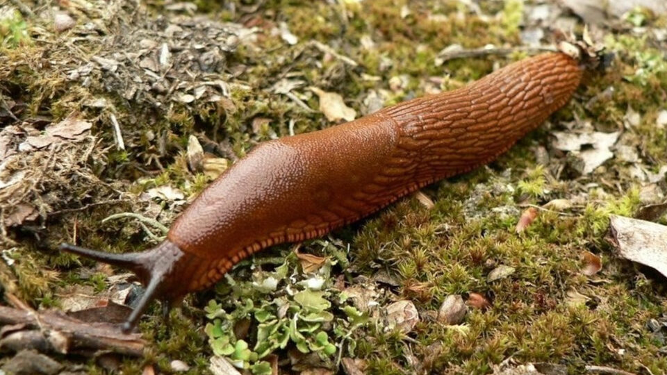 Слизни на огороде