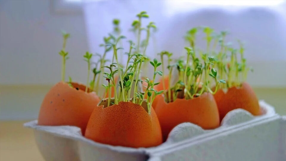 Травы на подоконнике