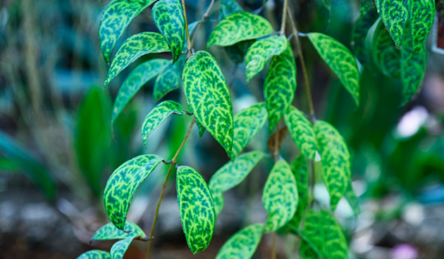 Эсхинантус