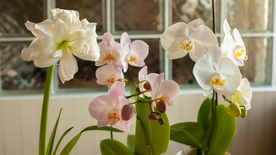Tajemství péče o orchidej: tipy a triky