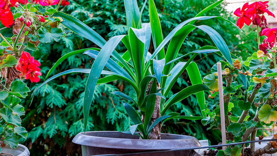Pokoj Yucca