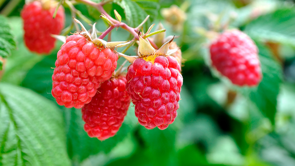 Малина Таруса