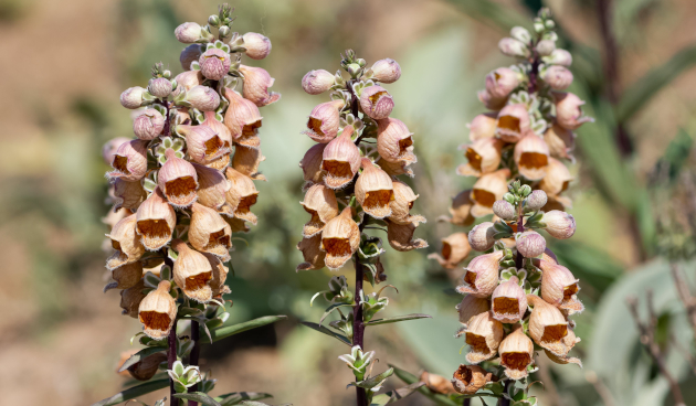 Наперстянка ржавая