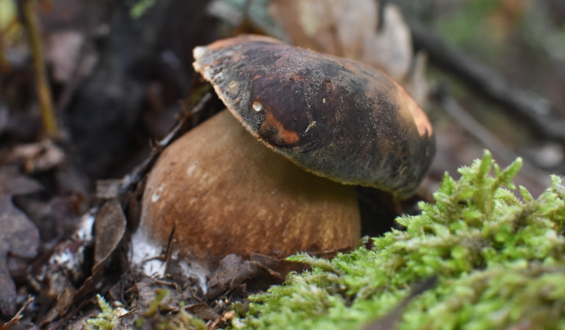 Белый гриб бронзовый (Boletus aereus)