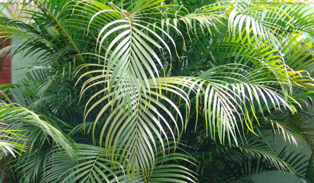 Арека хризалидокарпус