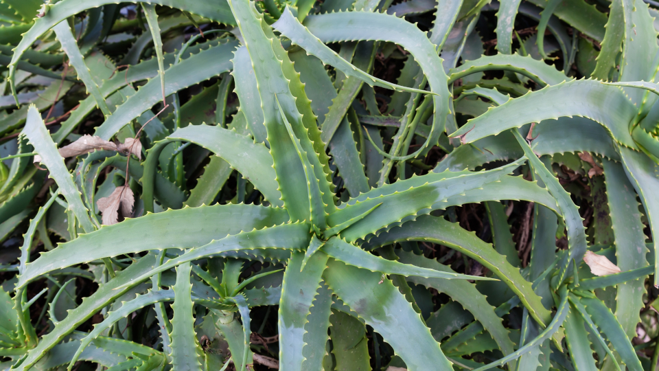 Алоэ древовидное