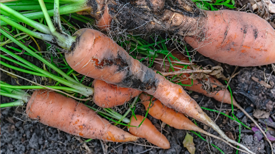 Морковная муха