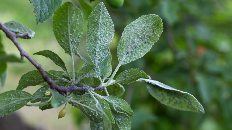 Тля на сливе