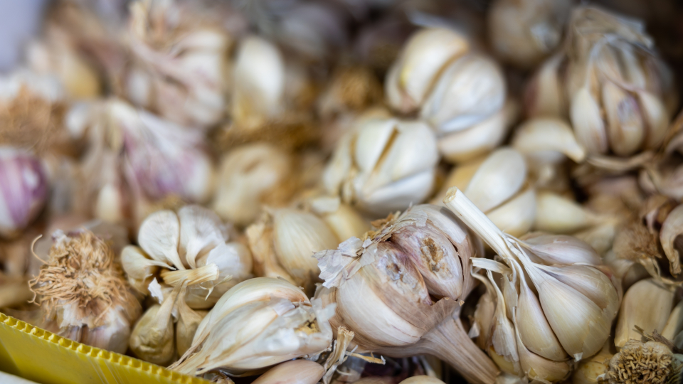 Посадка чеснока осенью в открытый грунт в 2026 году