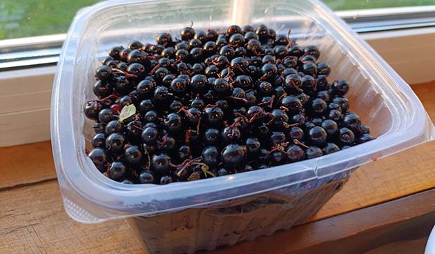 Черная смородина