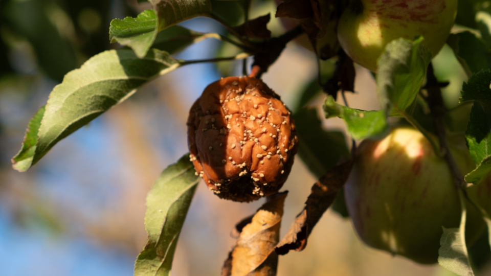 Болезни яблони