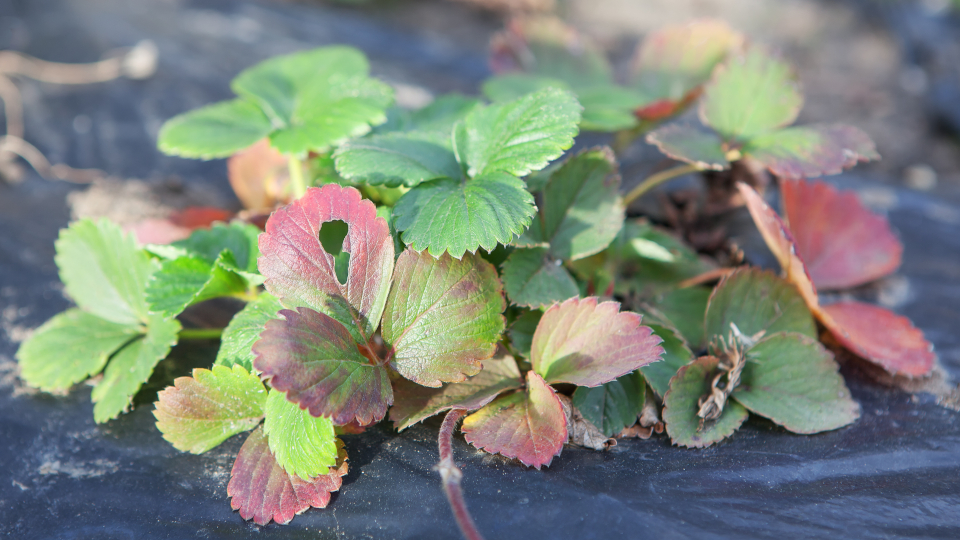 Чем обработать клубнику осенью от болезней и вредителей в 2025 году