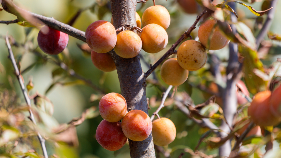 Обрезка сливы осенью для начинающих в 2025 году