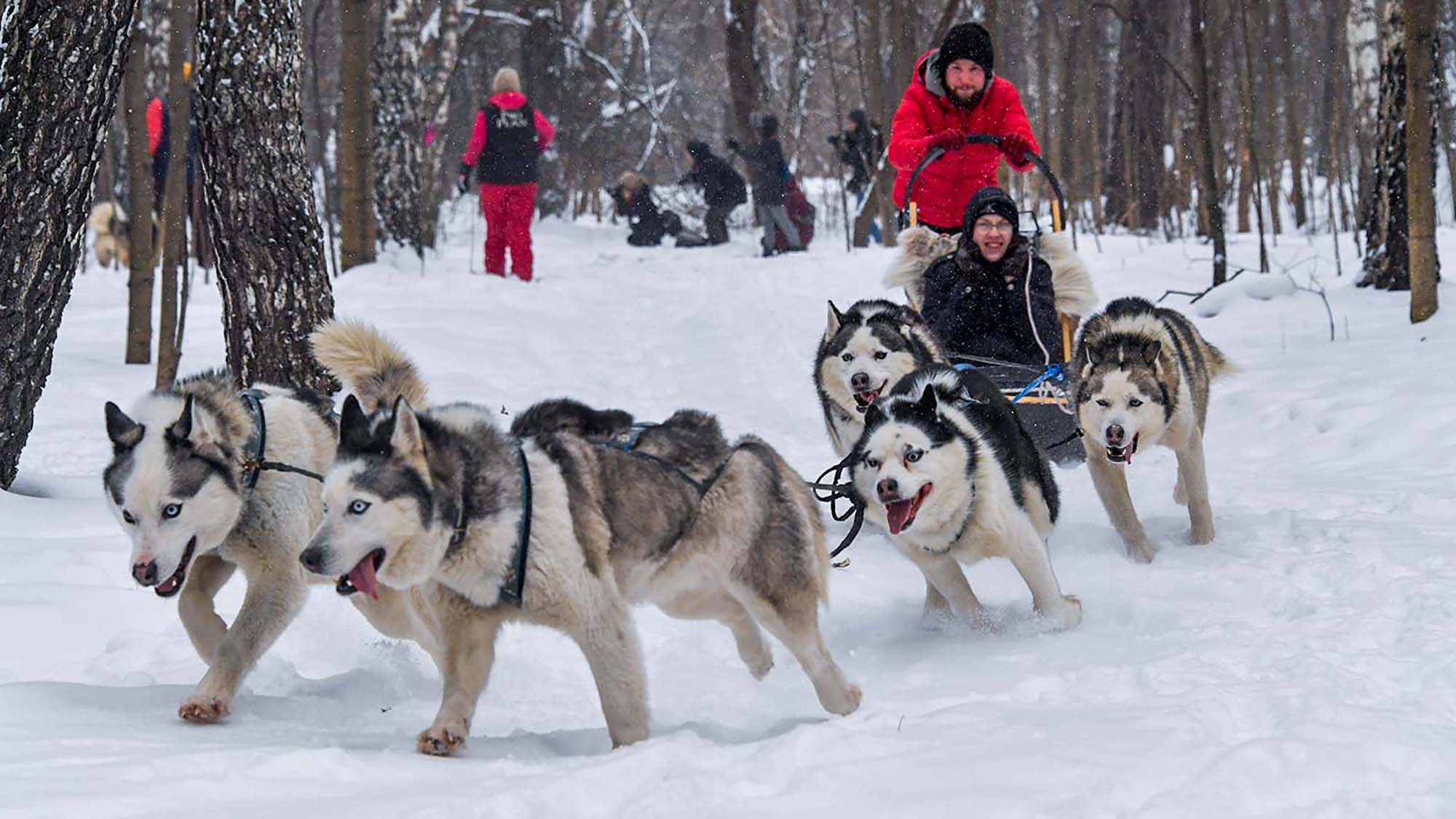 Катание на собачьих упряжках