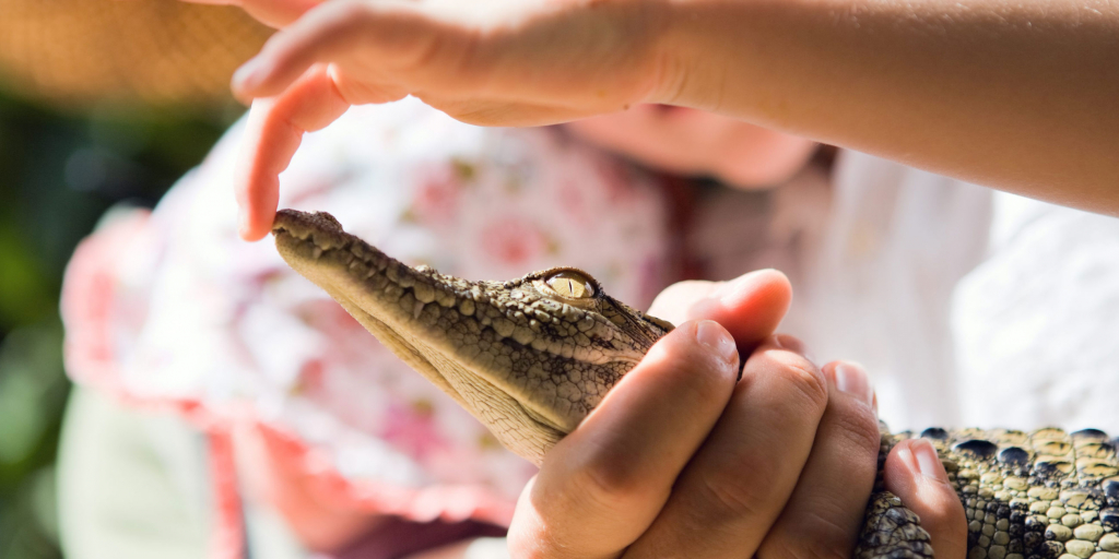 Шоу с крокодилами