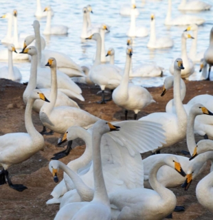 лебеди на песчаном пляже
